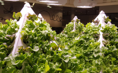 Leading the Way with Sustainable Solutions